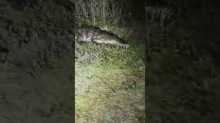 Rare American crocodile #crocodile#youtubeshorts#wildlife