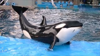 シャチの寿命・体の感触・アース・リンなど / 名古屋港水族館