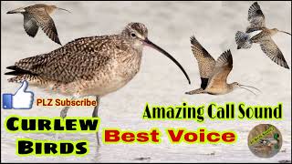 Curlew birds best voice amazing call sound || curlew ki awaz || New curlew sound || All birds sound