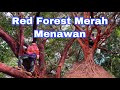 Red Forest@Bukit Buluh di Jerantut:Merah itu Menawan