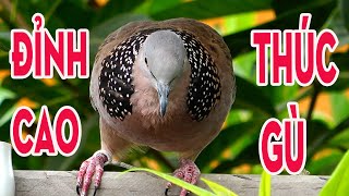 Cu Gáy THÚC GÙ ĐỈNH CAO-KÍCH LÀ GÁY/khiến cu gáy ức chế. cu gáy thúc gù 03