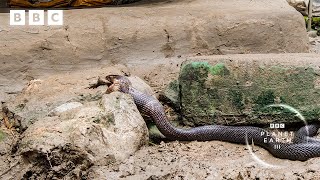 Extraordinary cobra hunt in the middle of a village | Planet Earth III - BBC