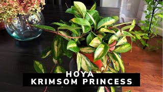 Hoya Carnosa Krimsom Princess Repot and plant tips