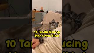 Tanda Kucing Mencintai Kita 😻