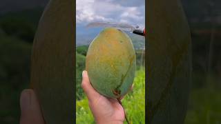 🥭 Amazing Mango Cutting Skills! Fresh \u0026 Juicy from a Natural Garden 🌿 #fruit #farming