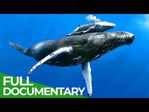 What animals live in the open ocean?