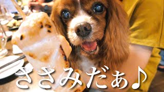 キャバリアだらけの居酒屋でささみをあげたら愛犬の目の色が変わりました【キャバリア】