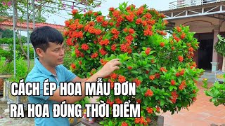 Cách ép hoa mẫu đơn ra hoa đúng thời điểm hiệu quả