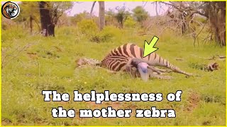 Mother Zebra's Struggle: A Heartbreaking Fight for Survival |Beast Bliss