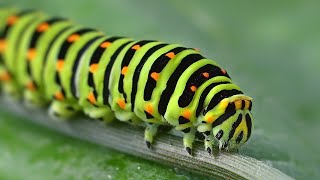 beautiful caterpillar