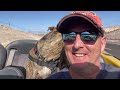 happy dogs at the beach in tenerife