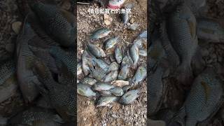 捅到藍寶石的魚窩。 #釣 #釣魚 #大魚 #藍寶石