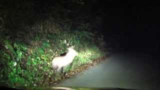 九頭竜湖南部の名無し林道　パジェロミニ車載動画