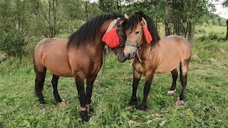 ЖЕРЕБЦІ НА ПРОДАЖУ/Коні Ваговози/horses in Ukraine