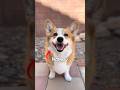 Corgi gets a SUPER collar!