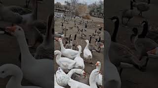 Feathered Friends Beautifully Coordinated Feeding Time in Nature #trending #shorts #reels