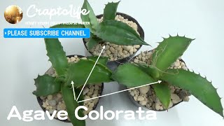 アガベ・コロラータのタネから発芽させた実生を植え替え。1年5ヶ月の株。agave colorata seeding