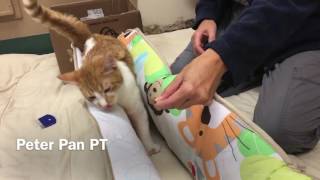 Feline Cerebellar Hypoplasia Physical Rehabilitation, update #1