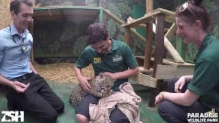 Jaguar Cub (Keira) First Injections!