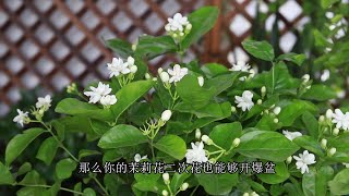 茉莉花第一波花开谢后，2件事做到位，第二波开爆盆