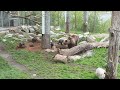 Bear cubs at Skansen