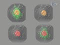 photoconversion of purified fluorescent proteins and dual probe optical in live cells