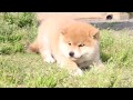 柴犬子犬赤柴雌id 1518　2012.03.16生まれ　2012.04.24撮影 柴犬.net shiba inu