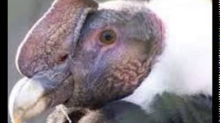 Know and see the pictures on the bird   Andean Condor