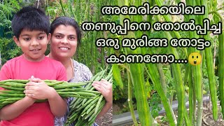 Drumstick garden in America (adukkalathottam)