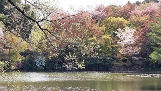 京都 桜の頃 龍安寺の鏡容池･桜苑 Ryōan-ji Temple with blossoms, Kyoto(2013-04)