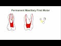 endodontic anatomy of the permanent maxillary first molar root canal anatomy