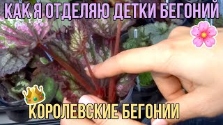 КАК Я ОТДЕЛЯЮ ДЕТКИ БЕГОНИЙ/КОРОЛЕВСКИЕ БЕГОНИИ