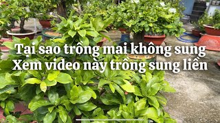 Tại sao trồng cây mai hoài không được sung , xem video này chăm tốt cây liền // 9-5 âl