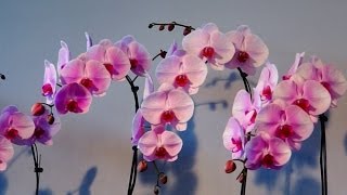 2014台灣國際蘭展-新品種. 珍奇花-2014 Taiwan International Orchid Show