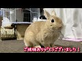 耳マッサージで寝落ちうさぎ！？かわいいうとうと姿。うっ滞予防にもなるそうです。