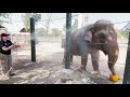 Phoenix Zoo: Keep the Animals Cool 2021