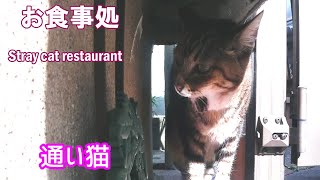 またまたおやつ食べに来ました　通い猫　地域猫・のら猫アメショちゃんのお食事処　Street cat　Restaurant　eat snack