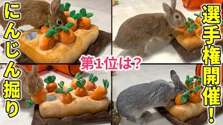 Do rabbits have a good sense of smell? ! Carrot horihori competition♪