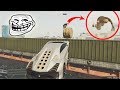 Download JUGADOR ME INSULTA POR GANARLE... GTA V ONLINE CORRE O TE ATROPELLO! FUNNY MOMENTS In Mp4 3Gp Full HD Video