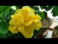 yellow multipetal hibiscus