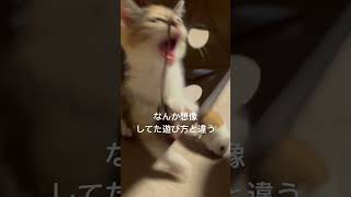 日々三毛猫みかん