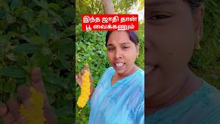 இந்த ஜாதிதான் இந்த பூ வைக்கும் அப்படின்னு சொல்லுவாங்க #shortsfeed #ytshorts #trending #vairal