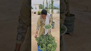 maruvam harvesting in my terras/మరువం/#maruvam/#mygarden/#harvesting/#shortvideo/#gardening/#terrace