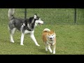 【柴犬茶々丸】昭和記念公園で散歩