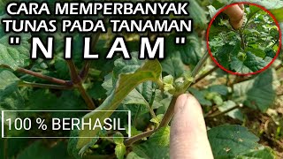 CARA MEMPERBANYAK TUNAS PADA NILAM 100% BERHASIL