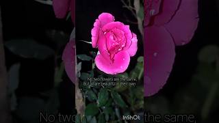 #flowers#rose#shortvideo#shorts#trending#subscribe#love#like#reels#status#instagram#youtuber#short 💕