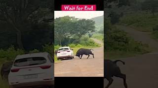 காட்டெருமை இந்த காரை என்ன செய்தது தெரியுமா? #wildanimals #fight #car #nature  #shorts