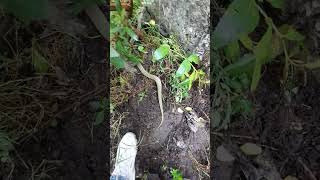 green keelback snake release | grass snake | snake rescue |indian snake | wildlife