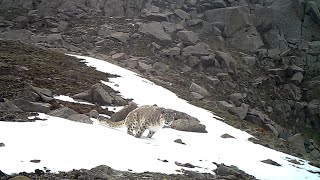 郊外の自然保護区でユキヒョウの撮影に成功　青海省西寧市