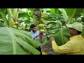 #BANANA EXPORT/केला निर्यात/केळी  शिवार फेरी शिरपूर ,जि.धुळे. केळी एक्स्पोर्ट/निर्यात व्यवस्थापन.